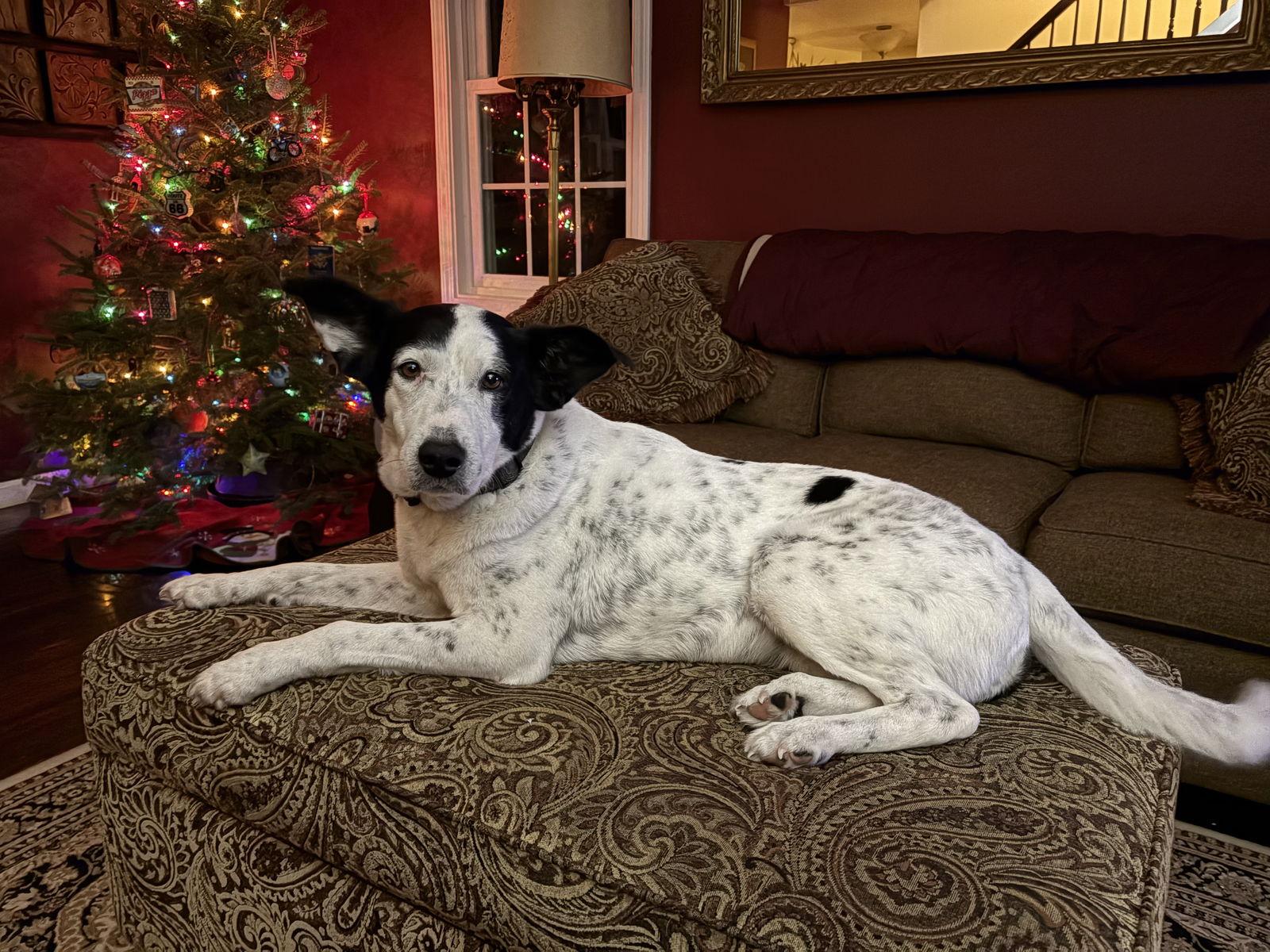 Adelaide, Adoptable, Adult Female Cattle Dog.