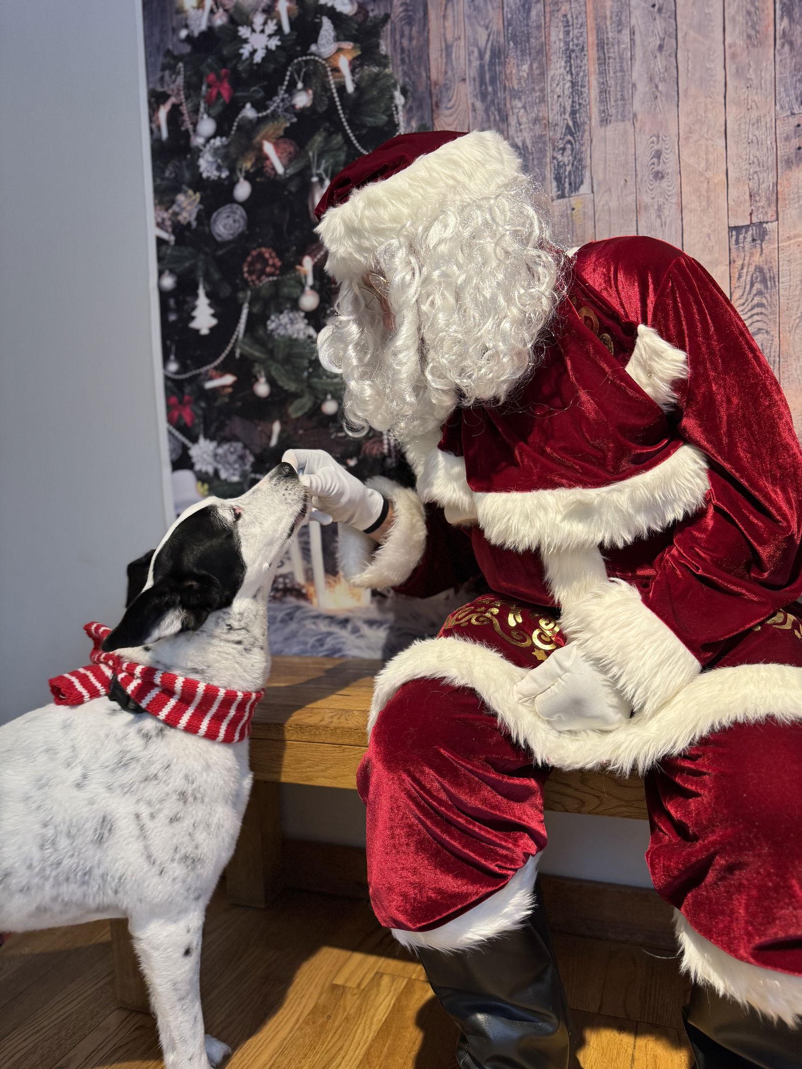 Enlarge Adelaide, a Adoptable Cattle Dog in Rootstown, OH image 2/3