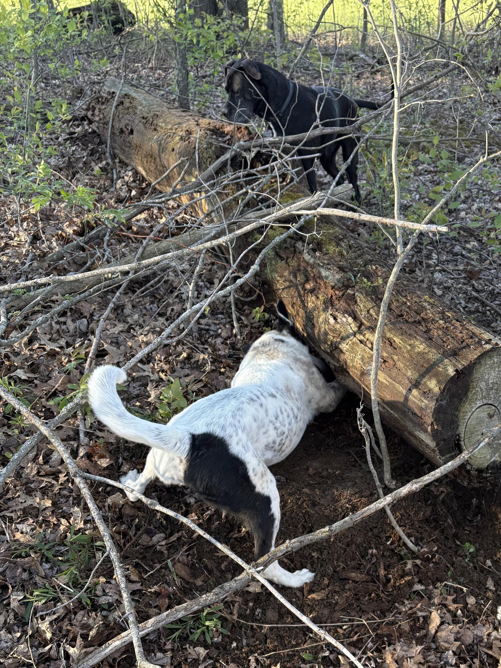 Enlarge Adelaide, a Adoptable Cattle Dog in Rootstown, OH image 2/3