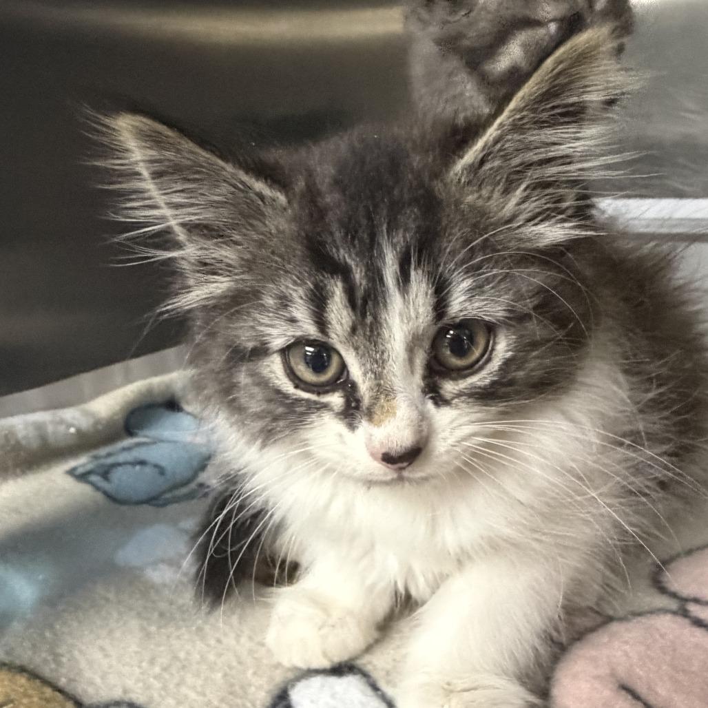 Fauna, Adoptable, Kitten Female Domestic Long Hair.
