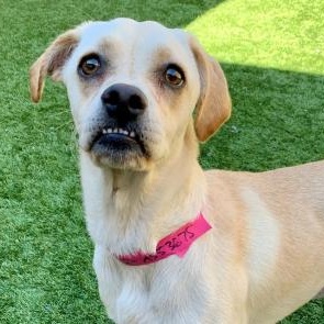 Enlarge SAVE ME PLEASE RACHEL - IDA553675, a Adopted Pug in San Marcos, CA image 1/1