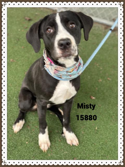 MISTY, a ADOPTABLE mixed breed in Marietta, GA image 4/5