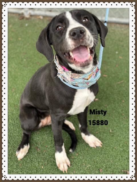 MISTY, a ADOPTABLE mixed breed in Marietta, GA image 2/5