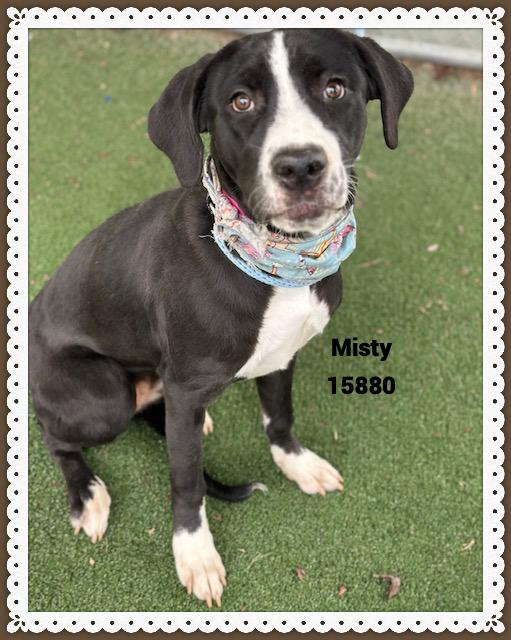 MISTY, a ADOPTABLE mixed breed in Marietta, GA image 3/5
