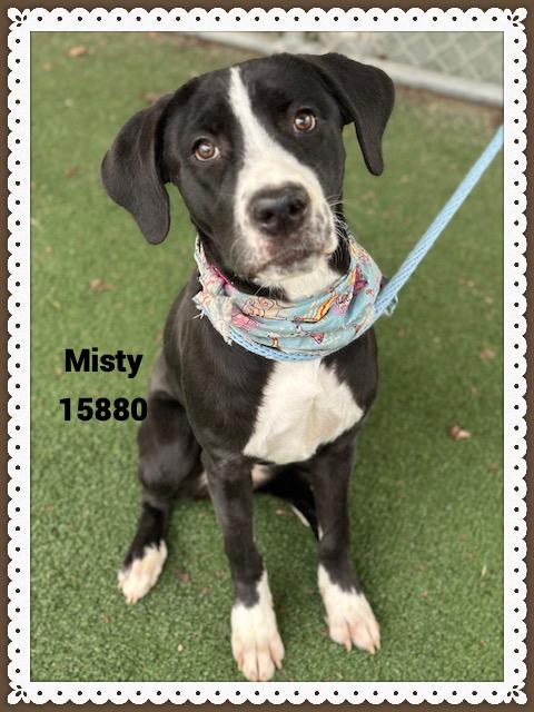 MISTY, a ADOPTABLE mixed breed in Marietta, GA image 5/5