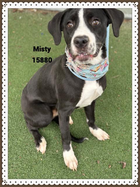 MISTY, ADOPTABLE, Young Female Hound.
