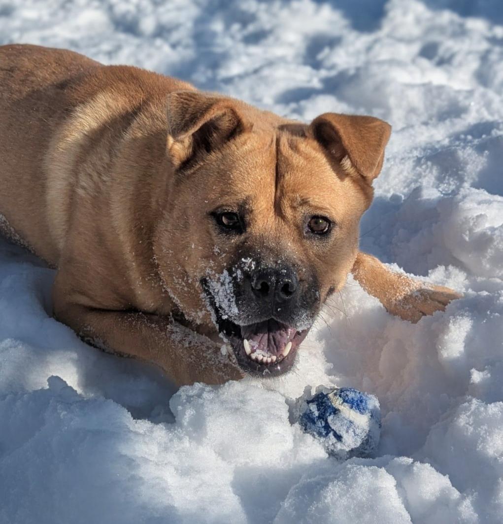 Bola, an adopted mixed breed in Benton Harbor, MI image 1/4