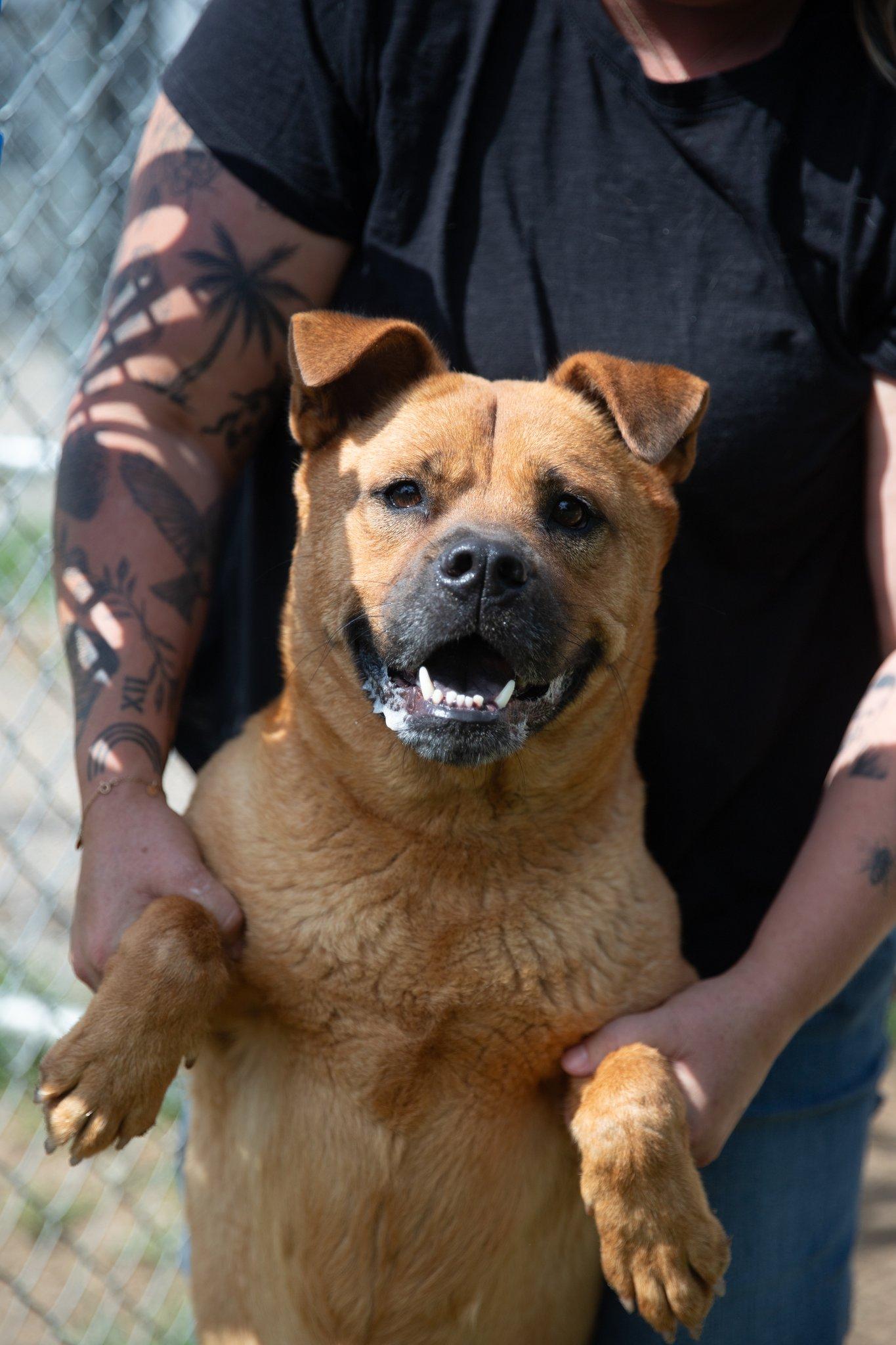 Bola, Adoptable, Adult Female Chow Chow.