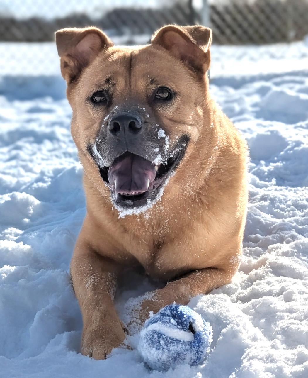 Bola, an adopted mixed breed in Benton Harbor, MI image 3/4