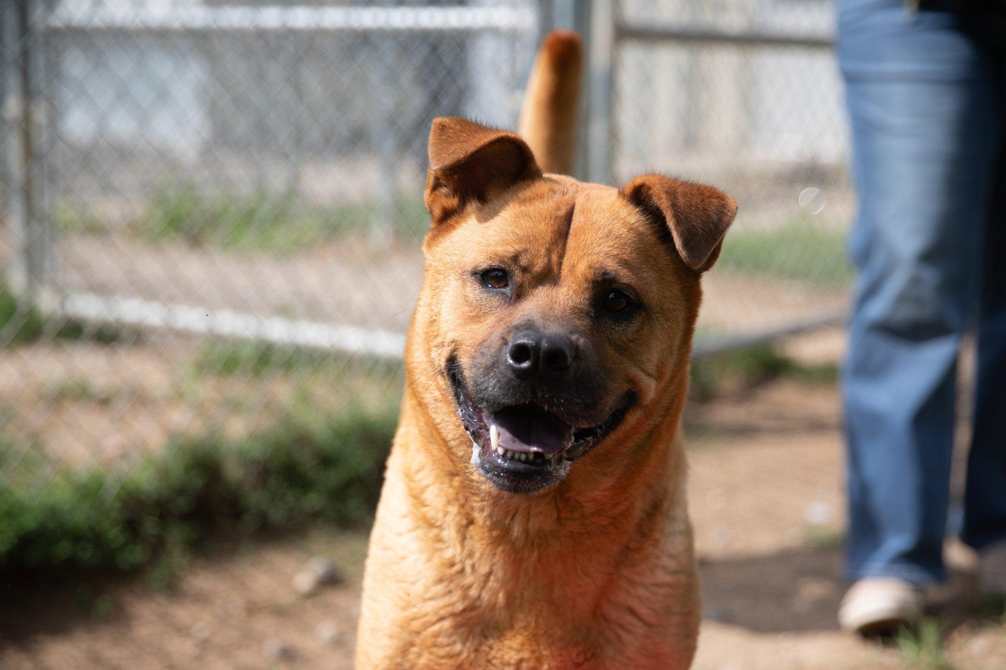Bola, a Adoptable mixed breed in Benton Harbor, MI image 2/2