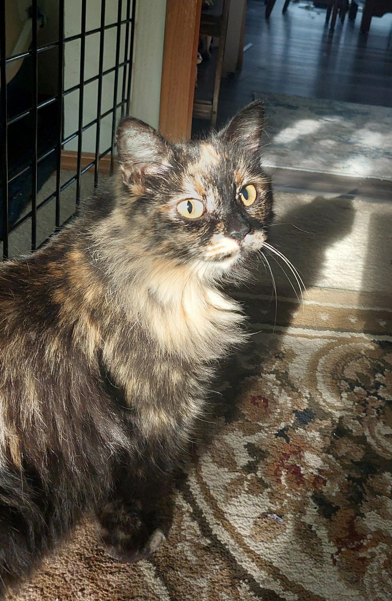 Vivian, an adoptable Domestic Long Hair in Fertile, MN, 56540 | Photo Image 3