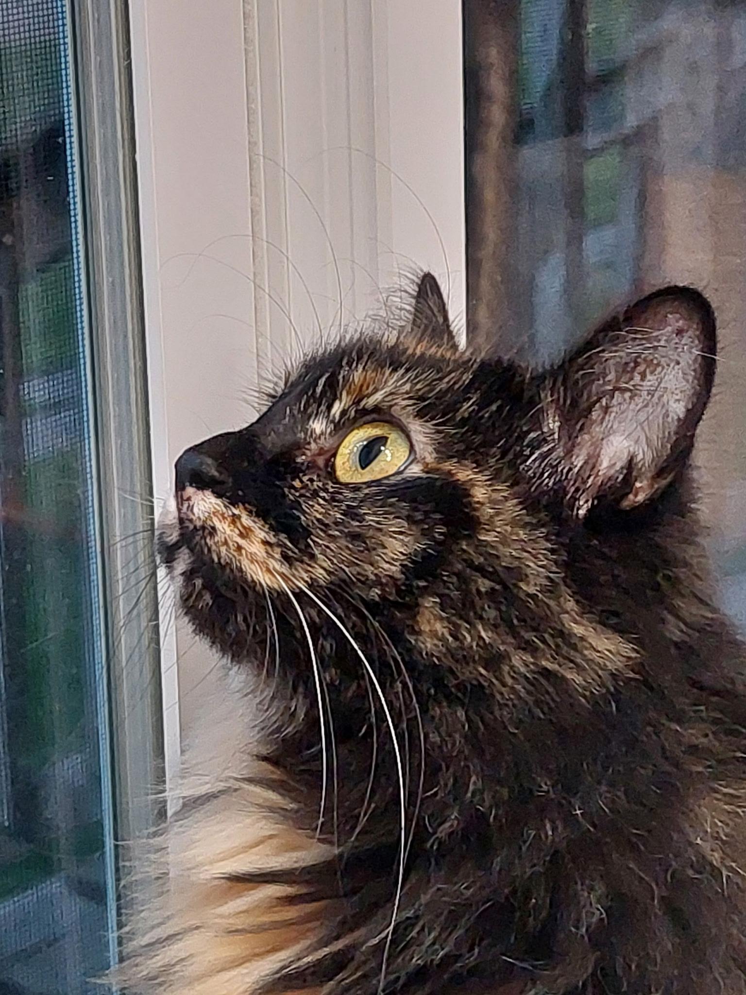 Vivian, an adoptable Domestic Long Hair in Fertile, MN, 56540 | Photo Image 1