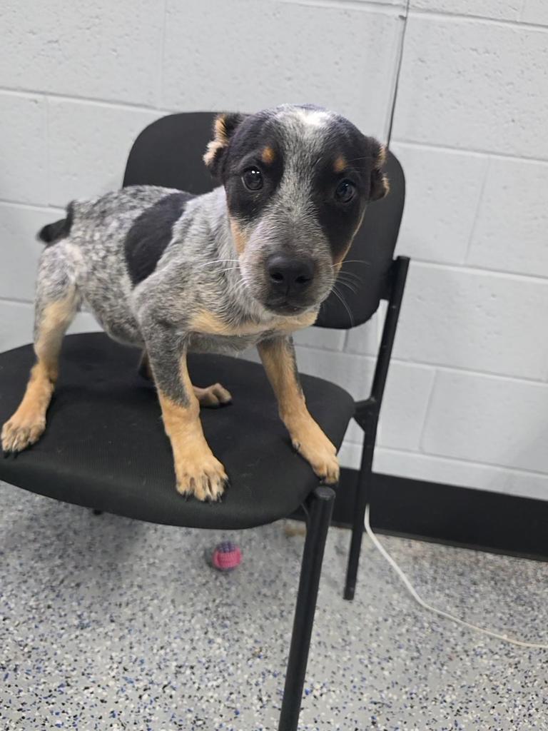 Enlarge Sunny, a Adoptable Cattle Dog in Holbrook, AZ image 1/2