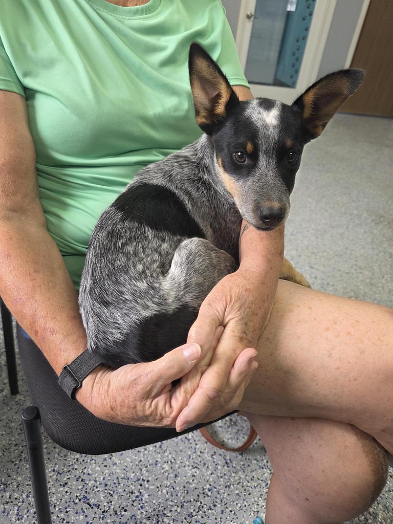 Enlarge Sunny, a Adoptable Cattle Dog in Holbrook, AZ image 2/2