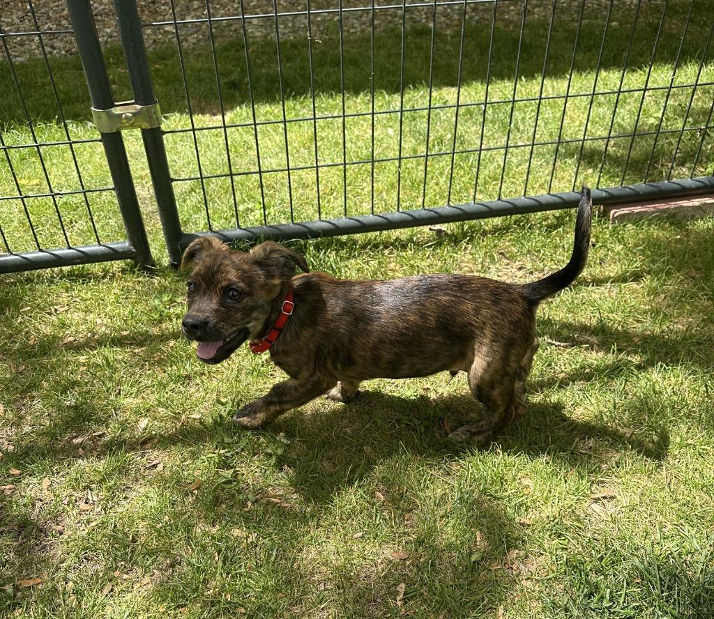 Wren, Adoptable, Puppy Male Terrier & Spaniel.