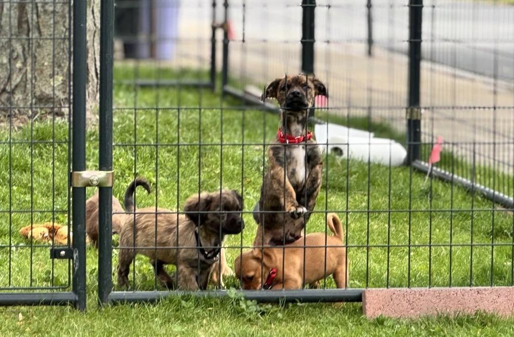 Enlarge Wren, a Adoptable mixed breed in Gloversville, NY image 2/4