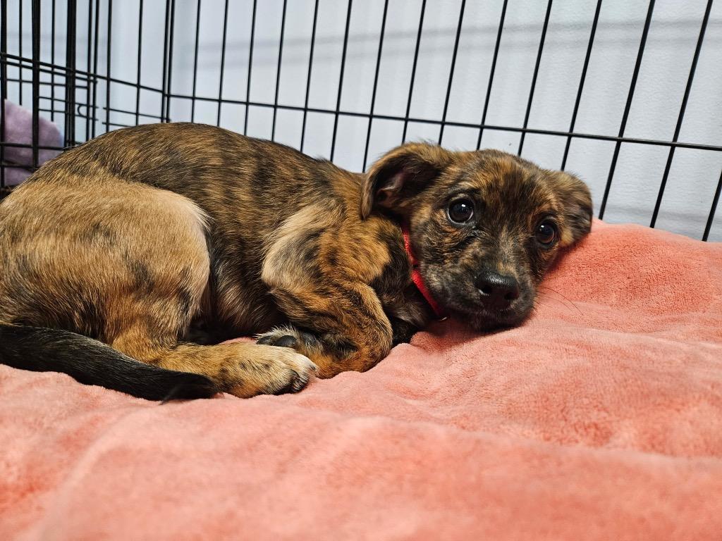 Enlarge Wren, a Adoptable mixed breed in Gloversville, NY image 3/4