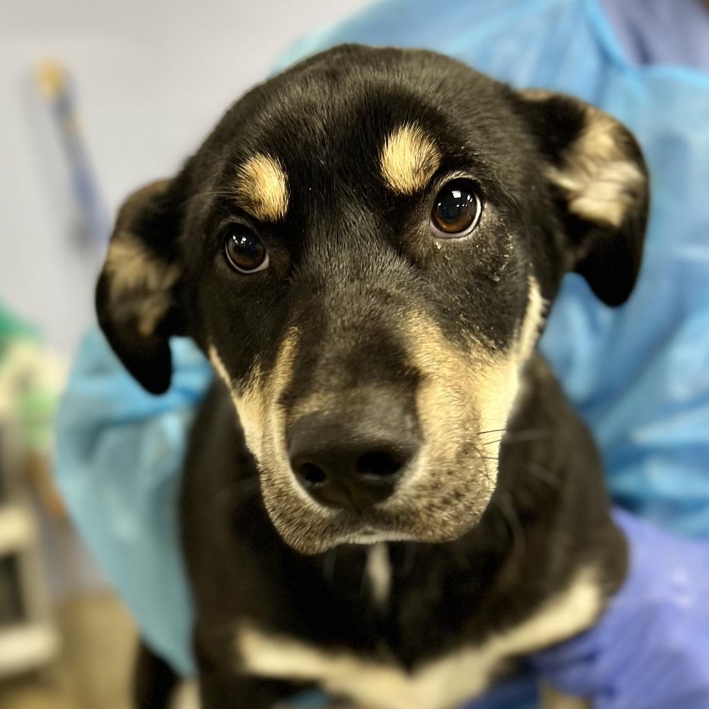 Damon — thumbnail 2