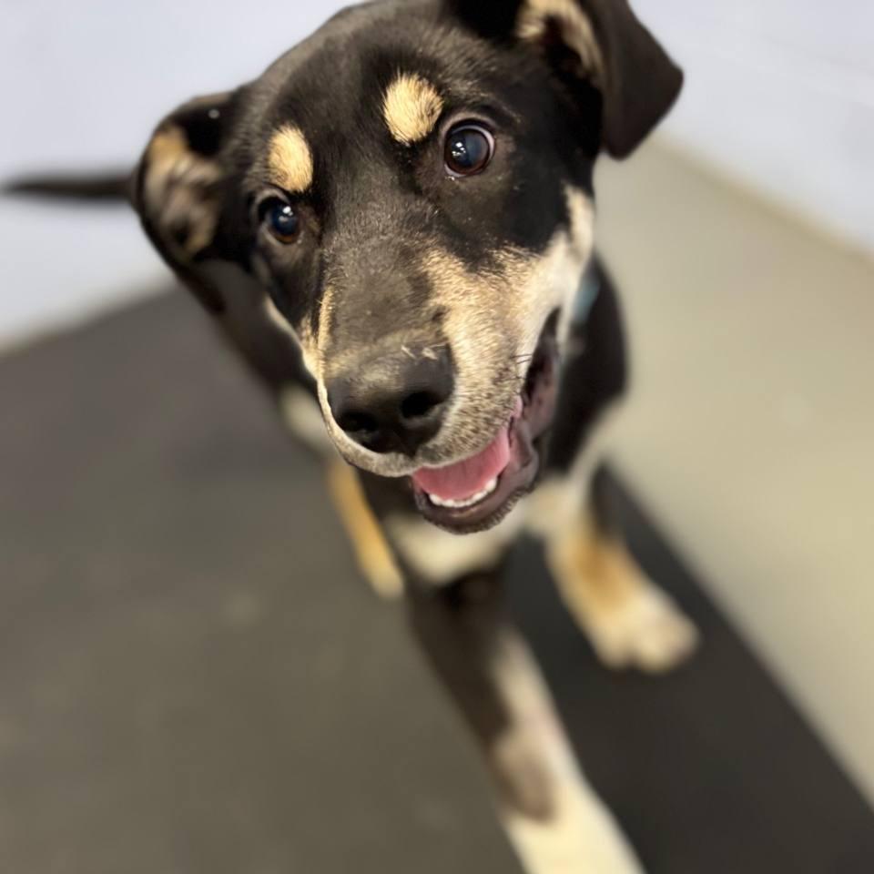 Damon — thumbnail 4