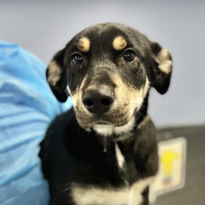 Damon — thumbnail 5