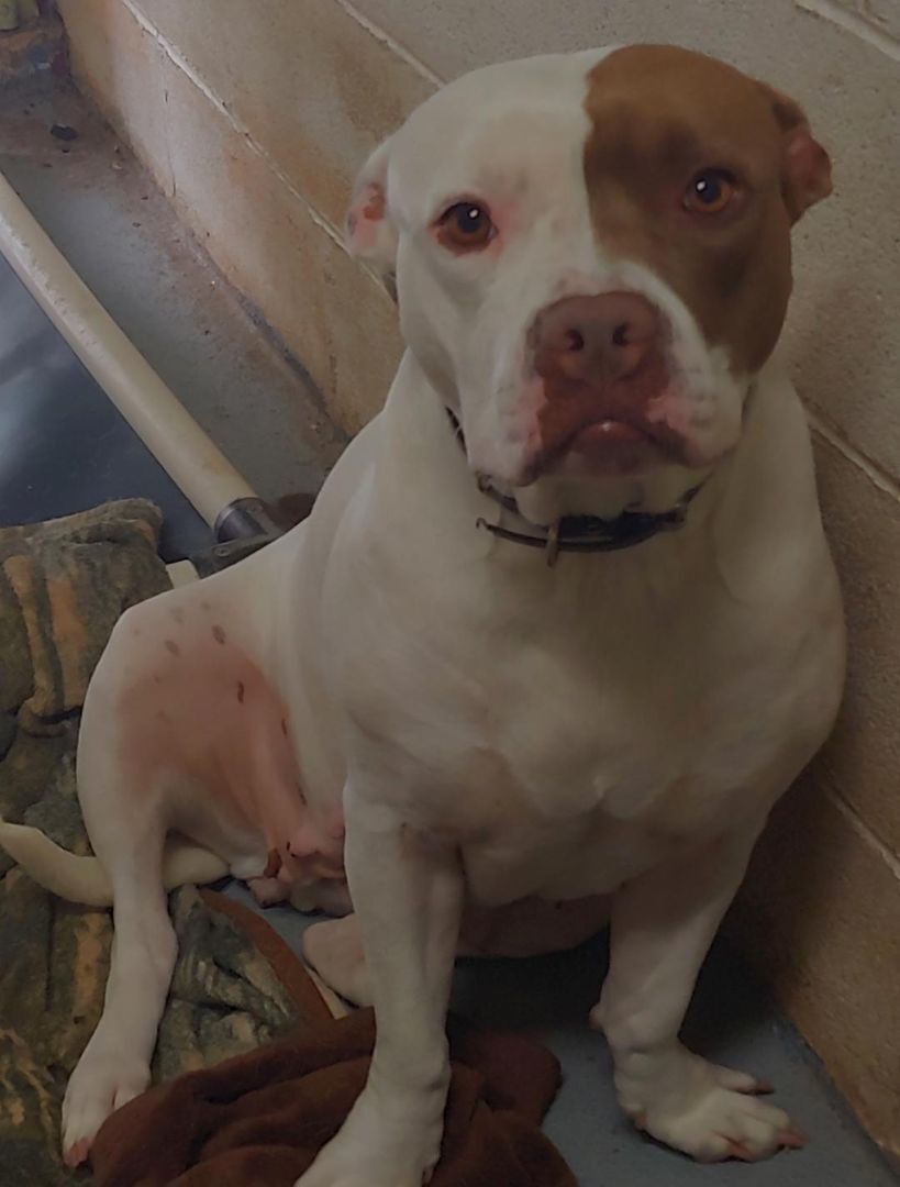 Tiny, adopted, Adult Female Pit Bull Terrier.