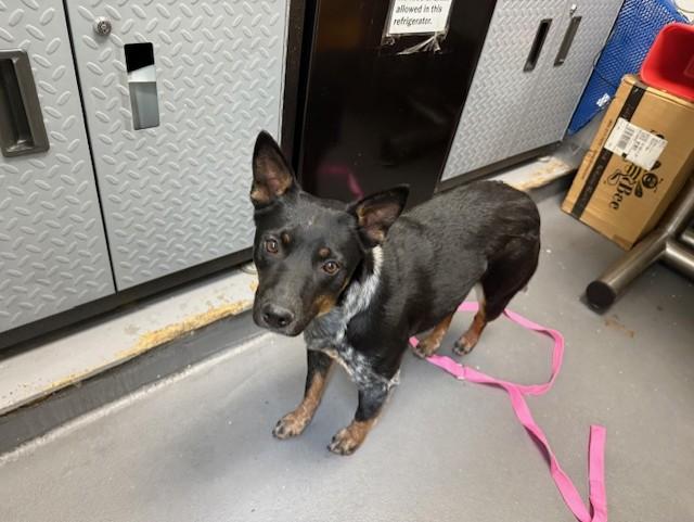 DAKOTA, Adoptable, Young Female Australian Cattle Dog / Blue Heeler.