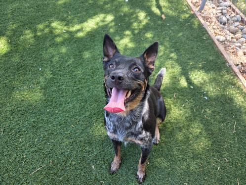 DAKOTA, Adoptable, Young Female Australian Cattle Dog / Blue Heeler.