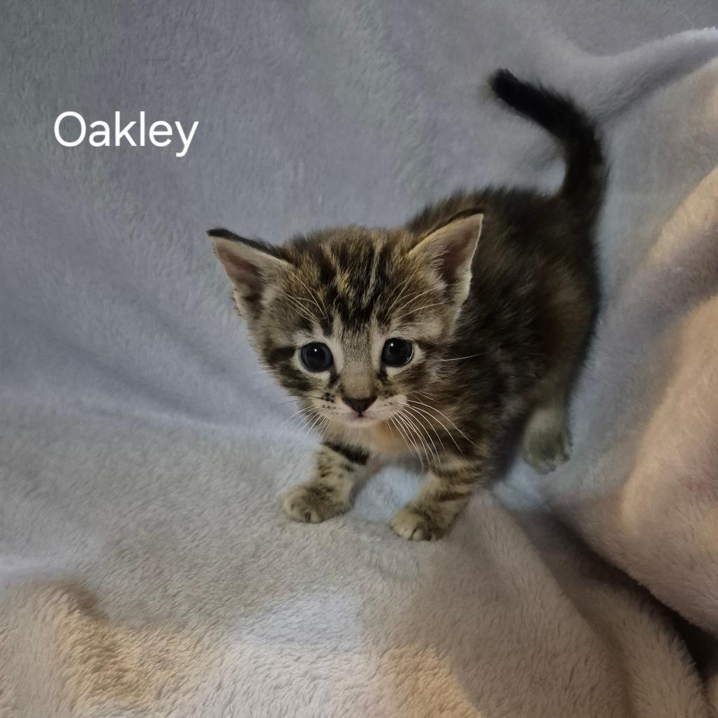 Oakley, ADOPTABLE, Kitten Male Domestic Short Hair.