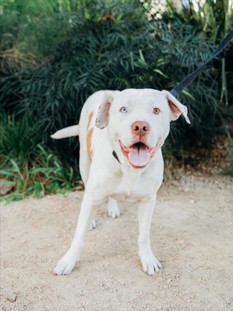 Enlarge SPIKE, a Adoptable American Staffordshire Terrier in Los Angeles, CA image 1/1