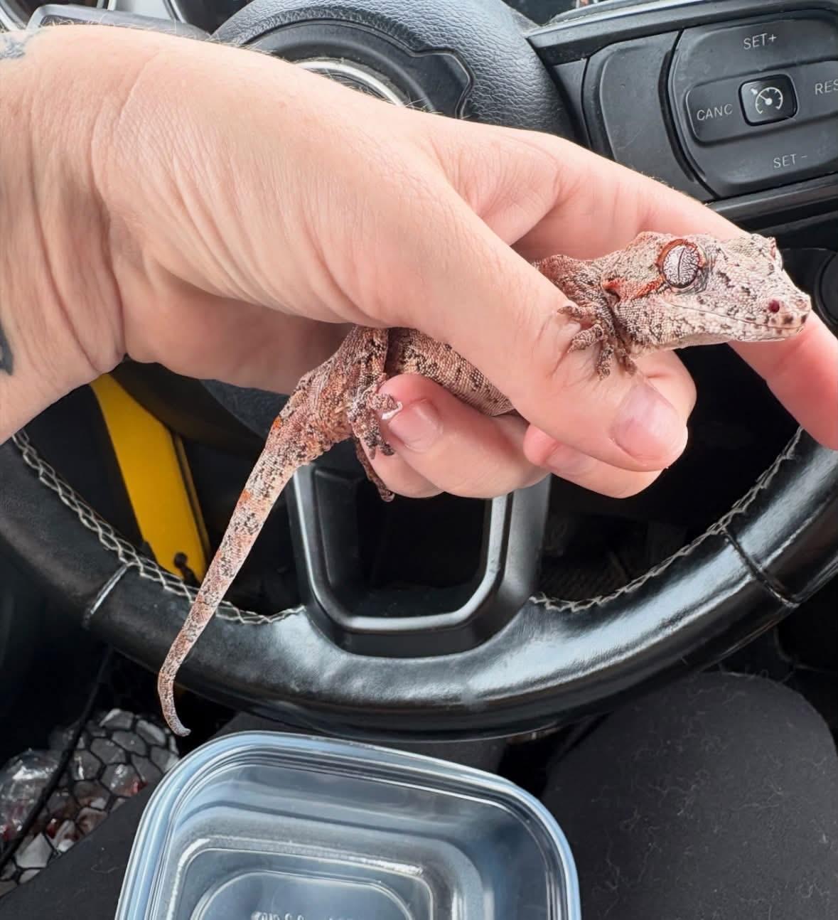 Aileen, Adoptable, Adult Female Gecko.