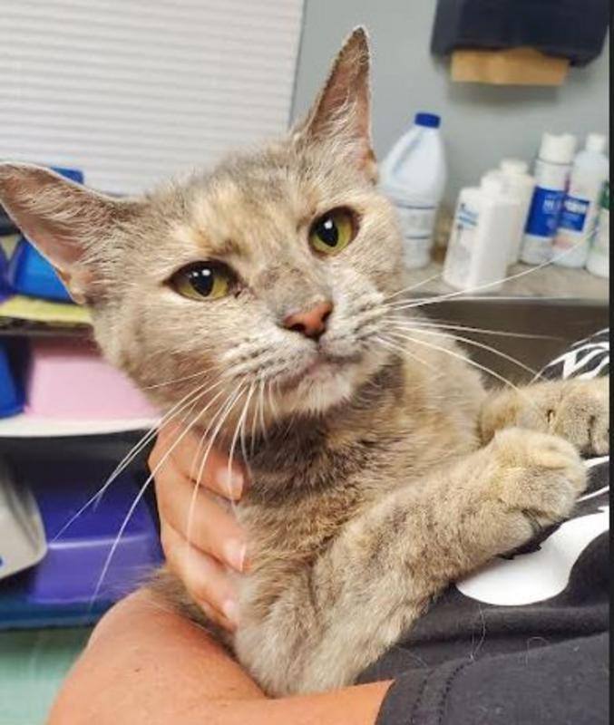 Lumiere (bonded with LuLu), Adopted, Young Female Dilute Tortoiseshell.