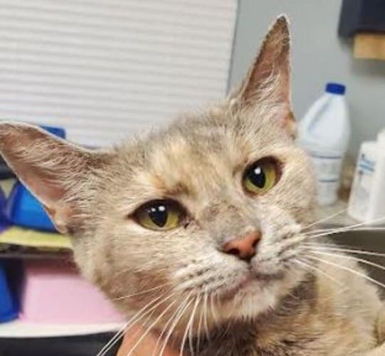 Lumiere (bonded with LuLu), a Adopted Dilute Tortoiseshell in New York, NY image 2/4