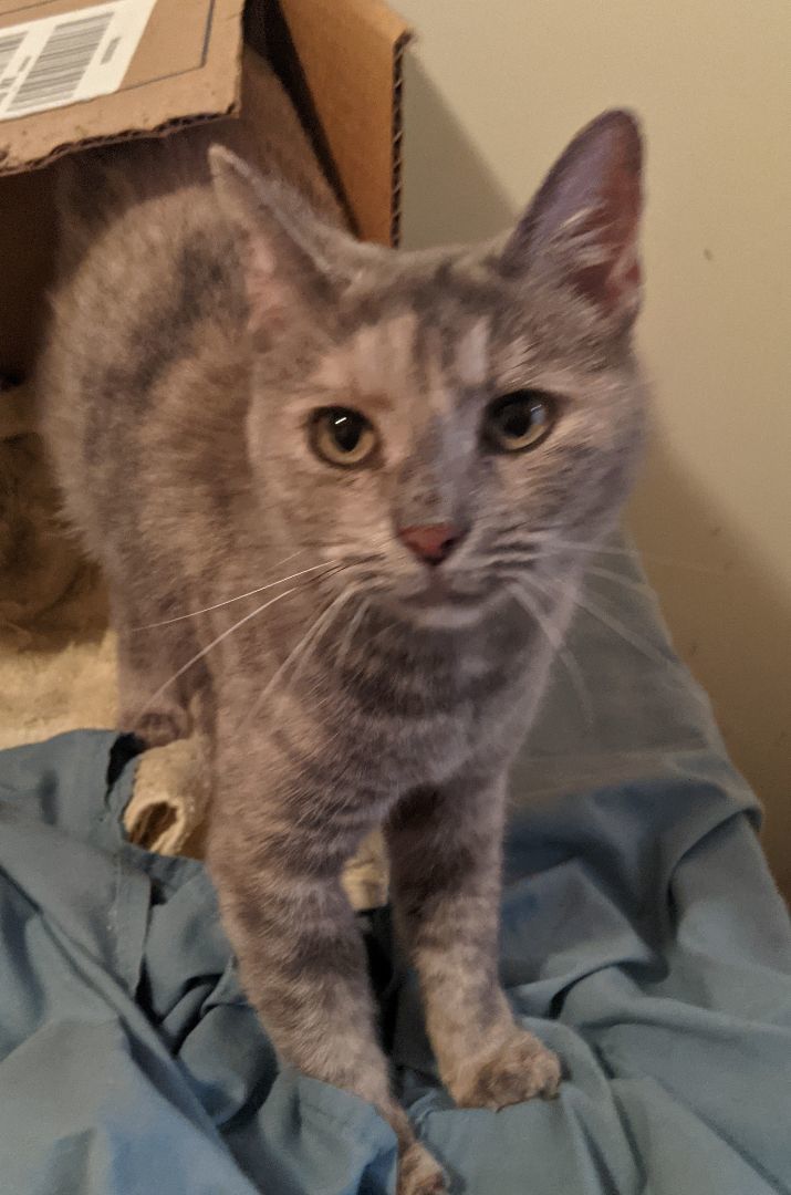 Lumiere (bonded with LuLu), a Adopted Dilute Tortoiseshell in New York, NY image 3/4