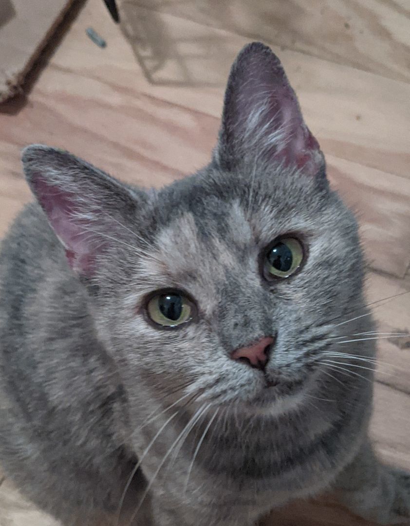 Lumiere (bonded with LuLu), a Adopted Dilute Tortoiseshell in New York, NY image 4/4