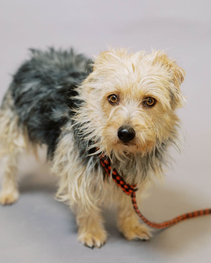 Scout, Adopted, Adult Male Yorkshire Terrier.