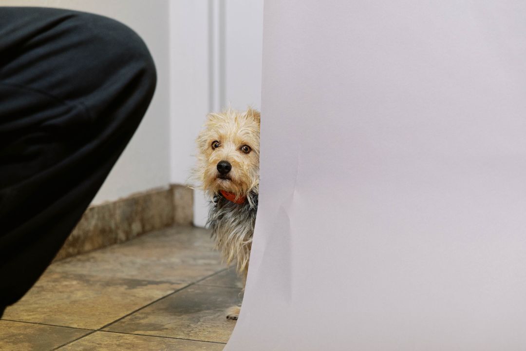 Enlarge Scout, a Adopted mixed breed in El Paso, TX image 2/3