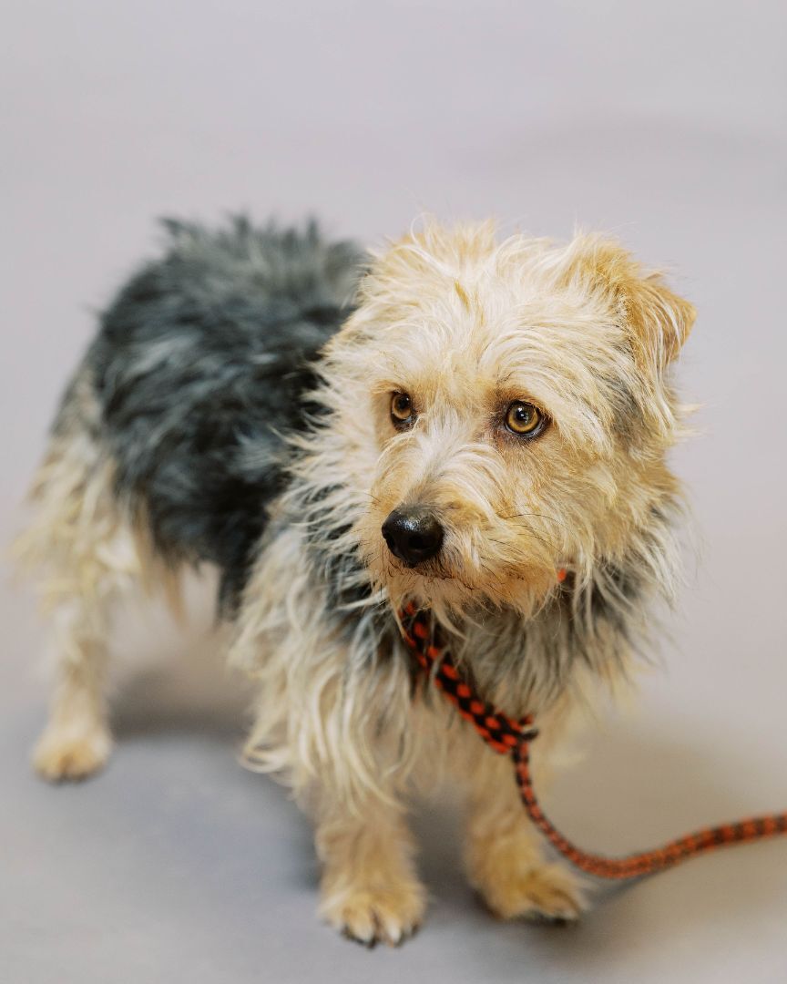 Enlarge Scout, a Adopted mixed breed in El Paso, TX image 3/3