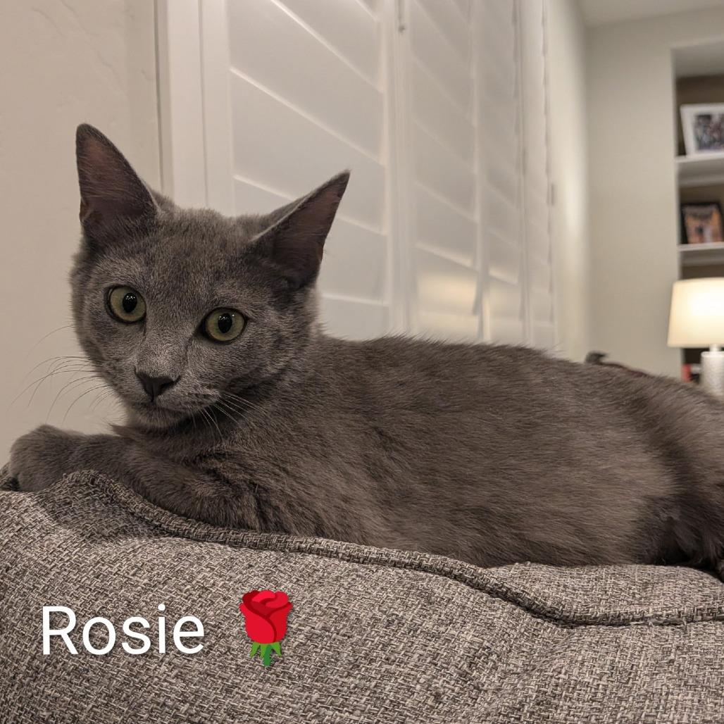 Rosie, a Adoptable Domestic Short Hair in Layton, UT image 1/6