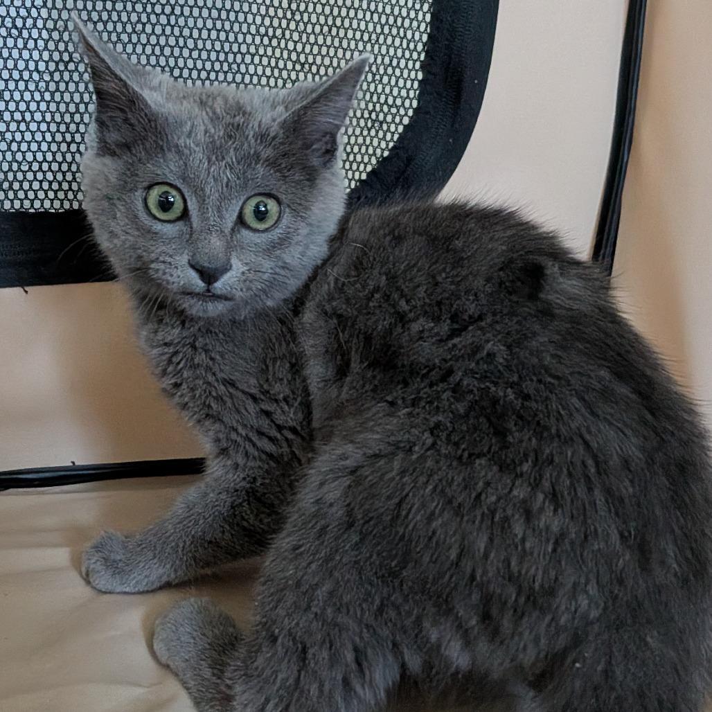Rosie, a Adoptable Domestic Short Hair in Layton, UT image 2/6