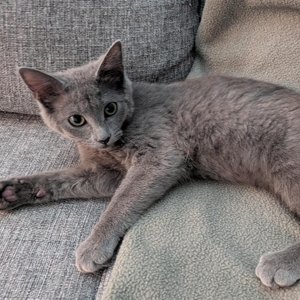 Rosie, a Adoptable Domestic Short Hair in Layton, UT image 3/6