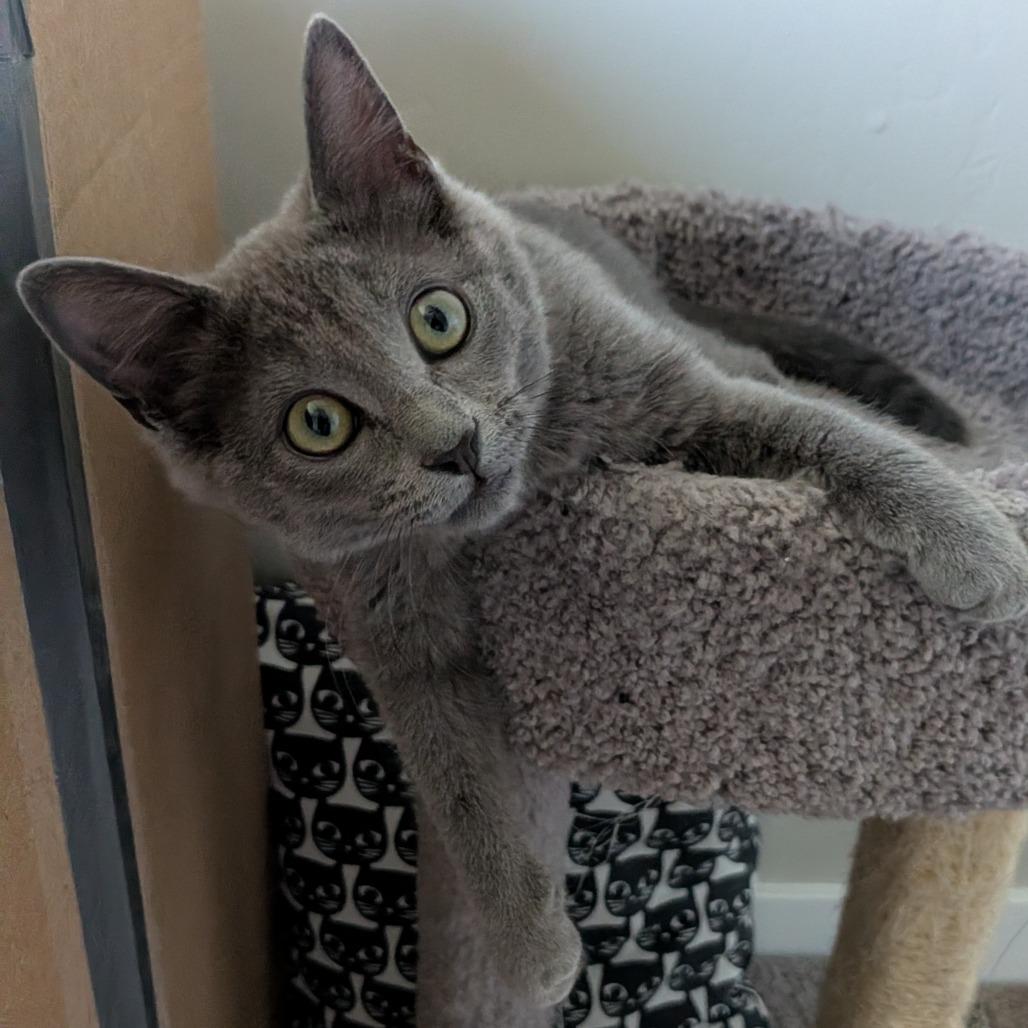 Rosie, a Adoptable Domestic Short Hair in Layton, UT image 4/6
