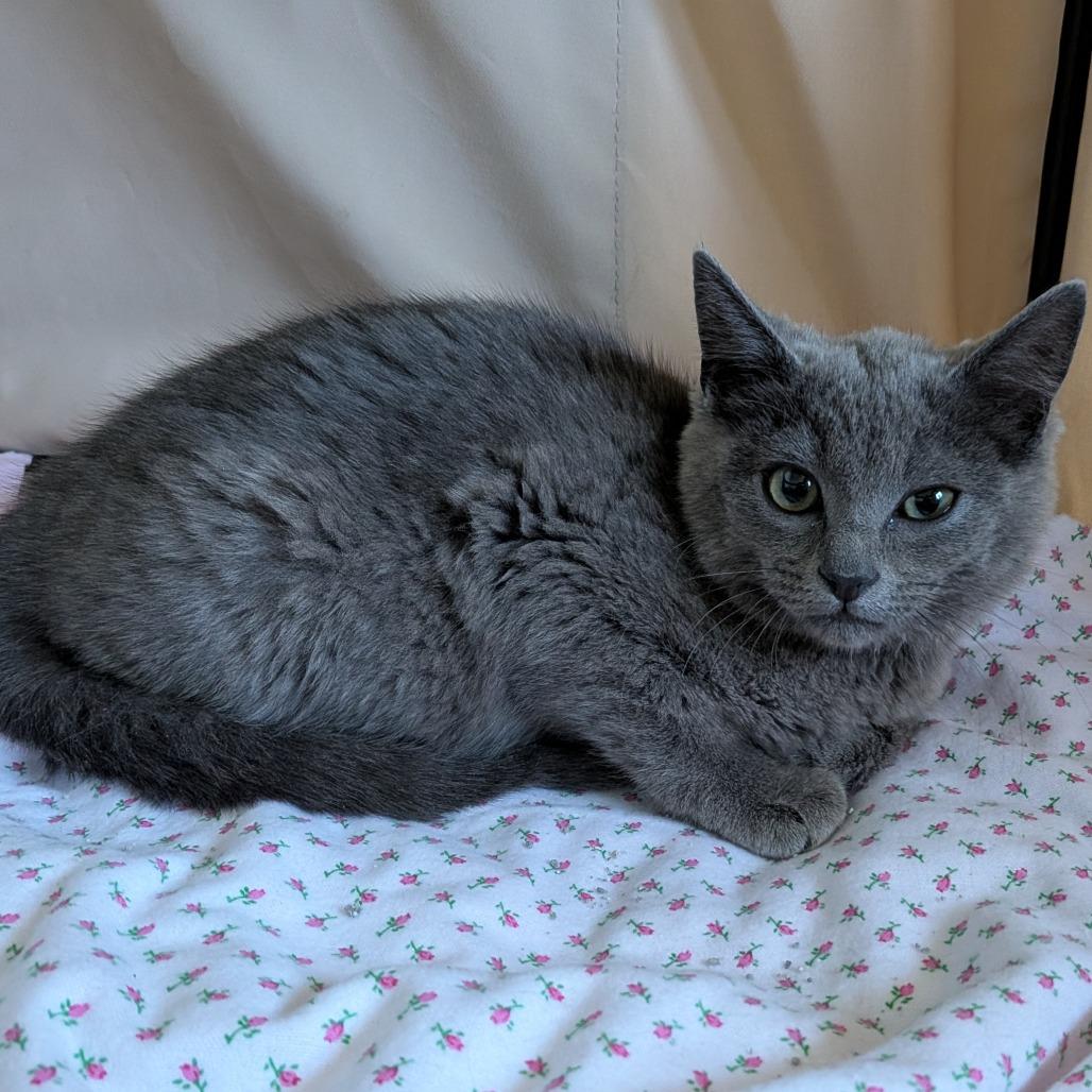 Rosie, a Adoptable Domestic Short Hair in Layton, UT image 5/6