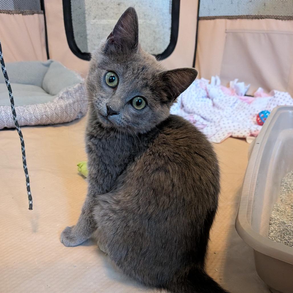 Rosie, a Adoptable Domestic Short Hair in Layton, UT image 6/6
