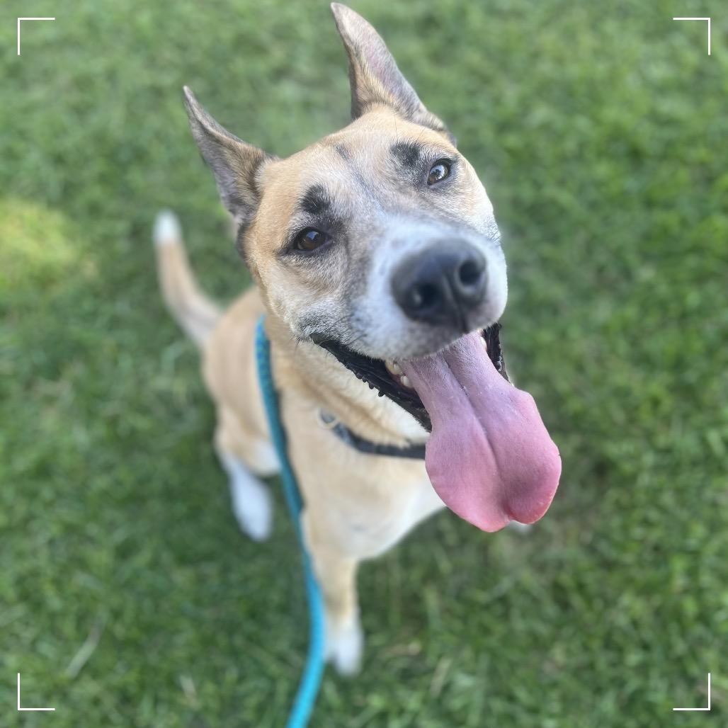 Enlarge HAYDEN, a Adoptable mixed breed in Upland, CA image 1/6