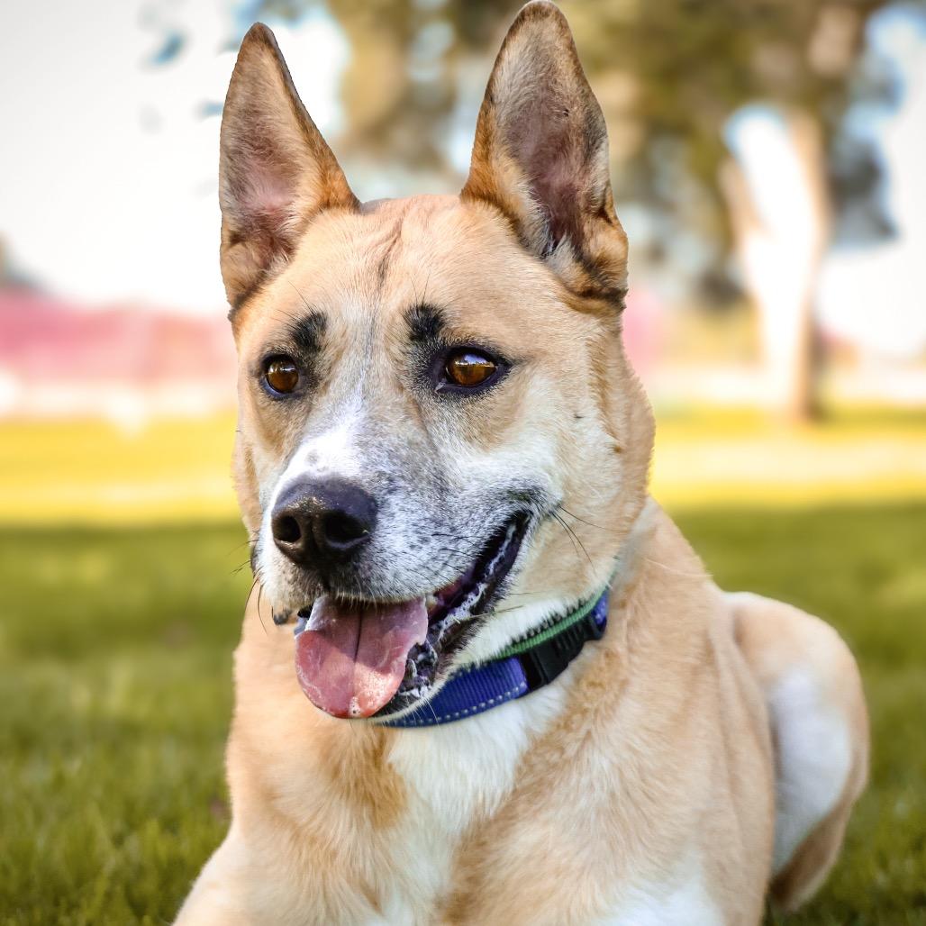 Enlarge HAYDEN, a Adoptable mixed breed in Upland, CA image 2/6