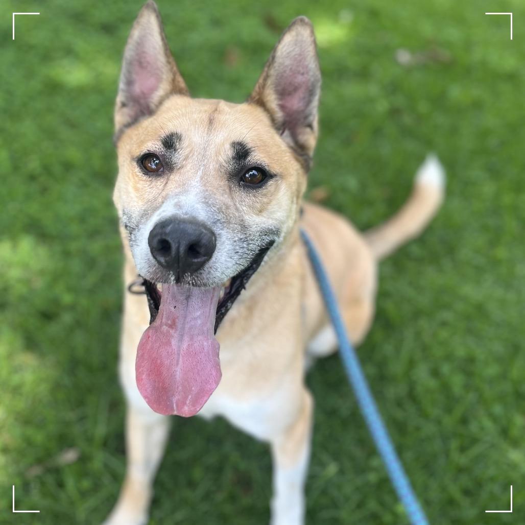 Enlarge HAYDEN, a Adoptable mixed breed in Upland, CA image 2/6