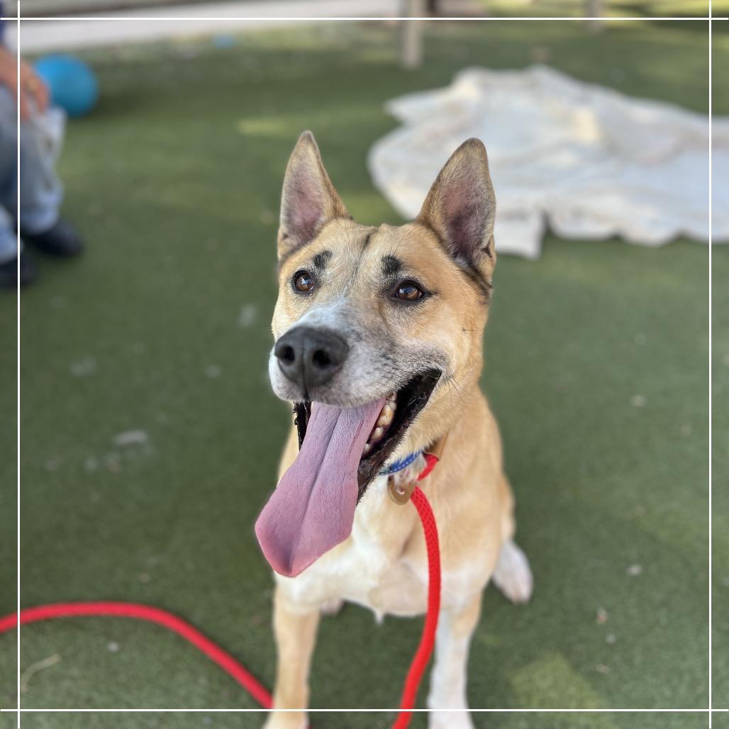 Enlarge HAYDEN, a Adoptable mixed breed in Upland, CA image 3/6