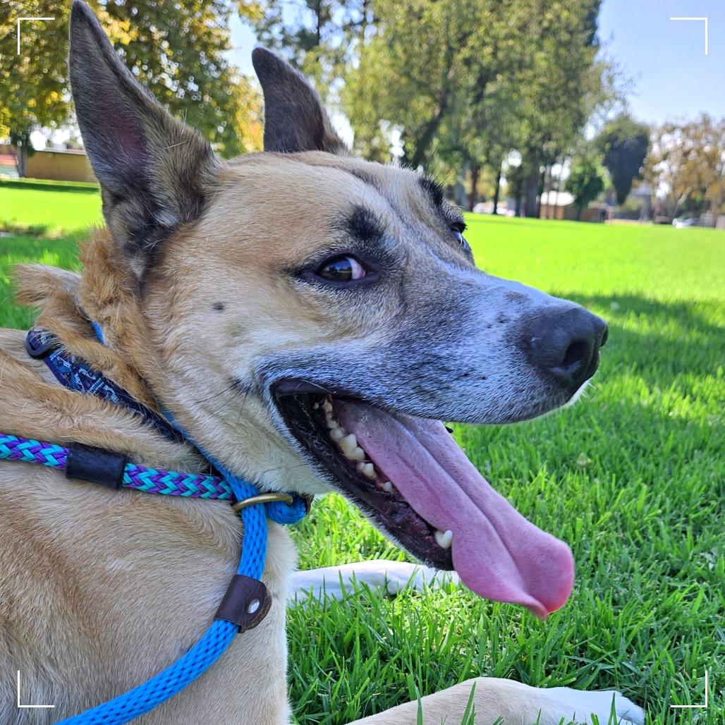 Enlarge HAYDEN, a Adoptable mixed breed in Upland, CA image 2/6