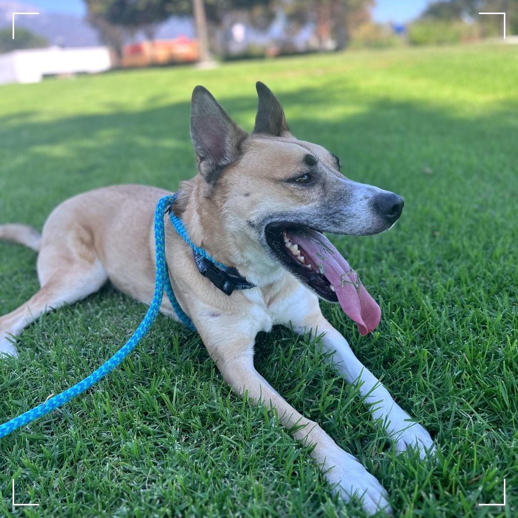 Enlarge HAYDEN, a Adoptable mixed breed in Upland, CA image 3/6