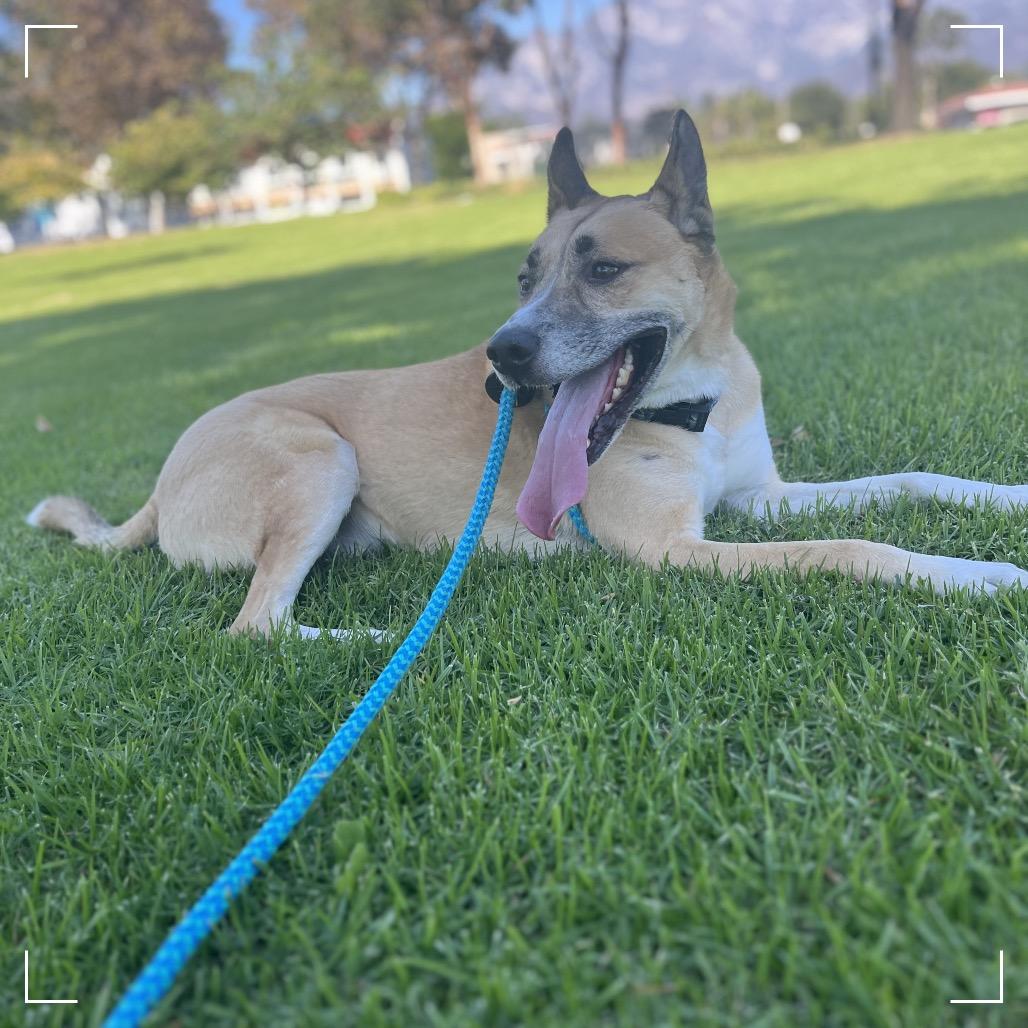 Enlarge HAYDEN, a Adoptable mixed breed in Upland, CA image 4/6